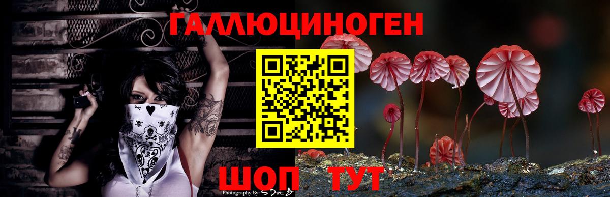 где купить   Абинск  Псилоцибиновые грибы GOLDEN TEACHER 